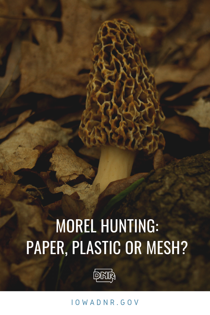 Seasoned morel mushroom hunters often advise novices to skip plastic and pack mesh bags when collecting Iowa’s spring delectable gift. But are they right?  |  Iowa Outdoors Magazine